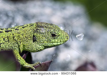 Sand Lizard (lacerta Agilis) Male Close Up