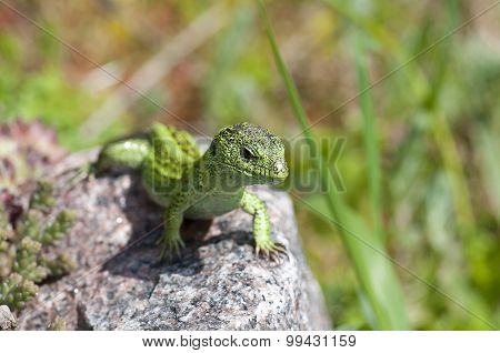 Sand Lizard (lacerta Agilis) Male