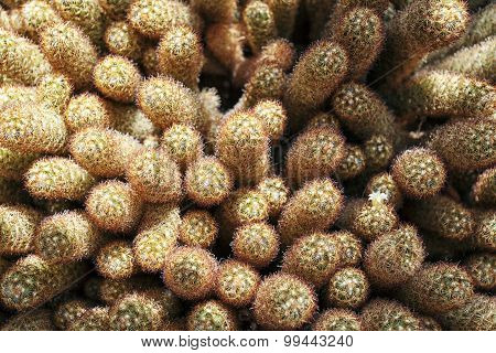 Mini Cactuses