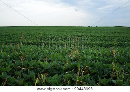 Soybean Field