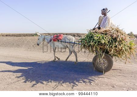 Donkey Cart In Sudan