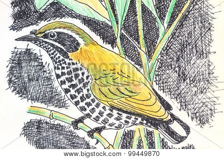 Speckled Piculet  Bird Drawing