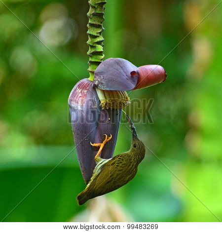 Streaked Spiderhunter Bird