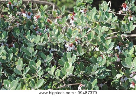 Myrtaceae family plant