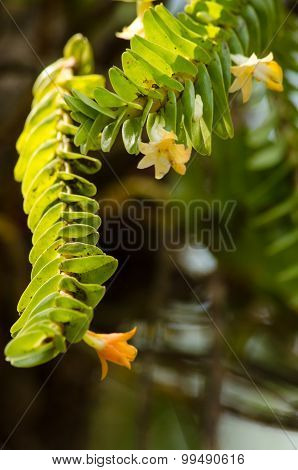 Dendrobium Ellipsophyllum Is Beautiful Flower And Have White, Yellow Colour