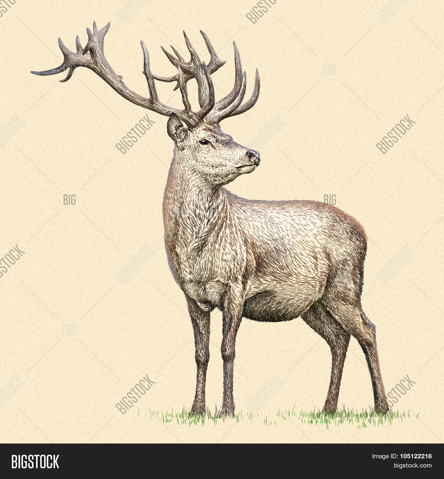Engrave Deer Image & Photo (Free Trial) | Bigstock