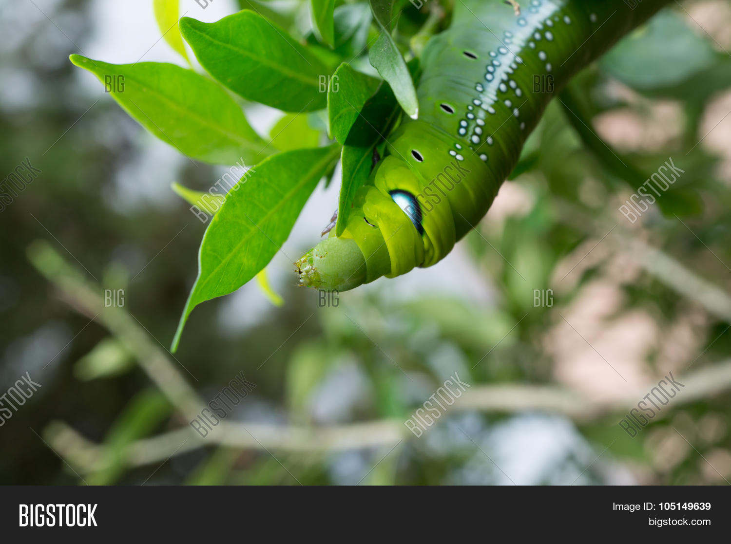 Green Butterfly Worm Image & Photo (Free Trial) Bigstock