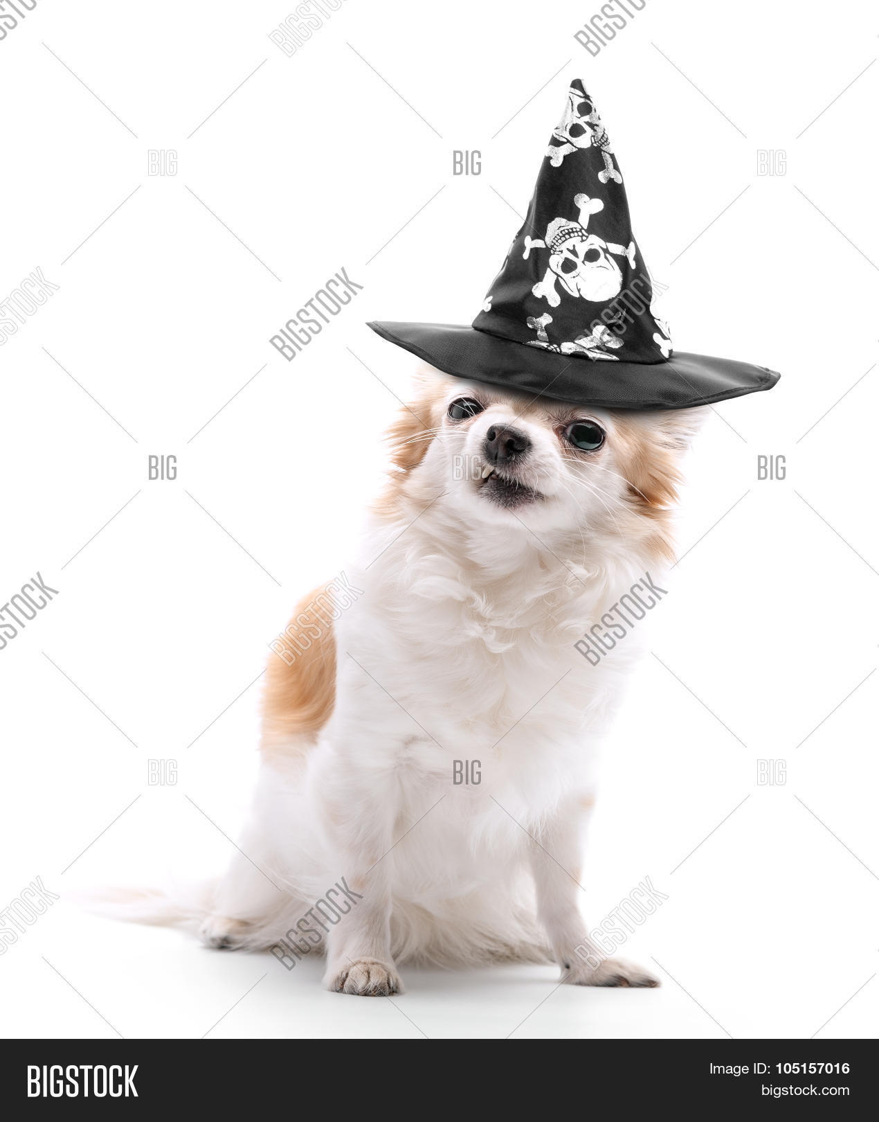 Angry Chihuahua Dog Image Photo Free Trial Bigstock