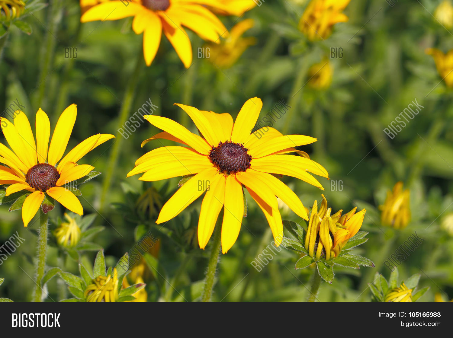 Yellow Cornflower ( Image & Photo (Free Trial) Bigstock