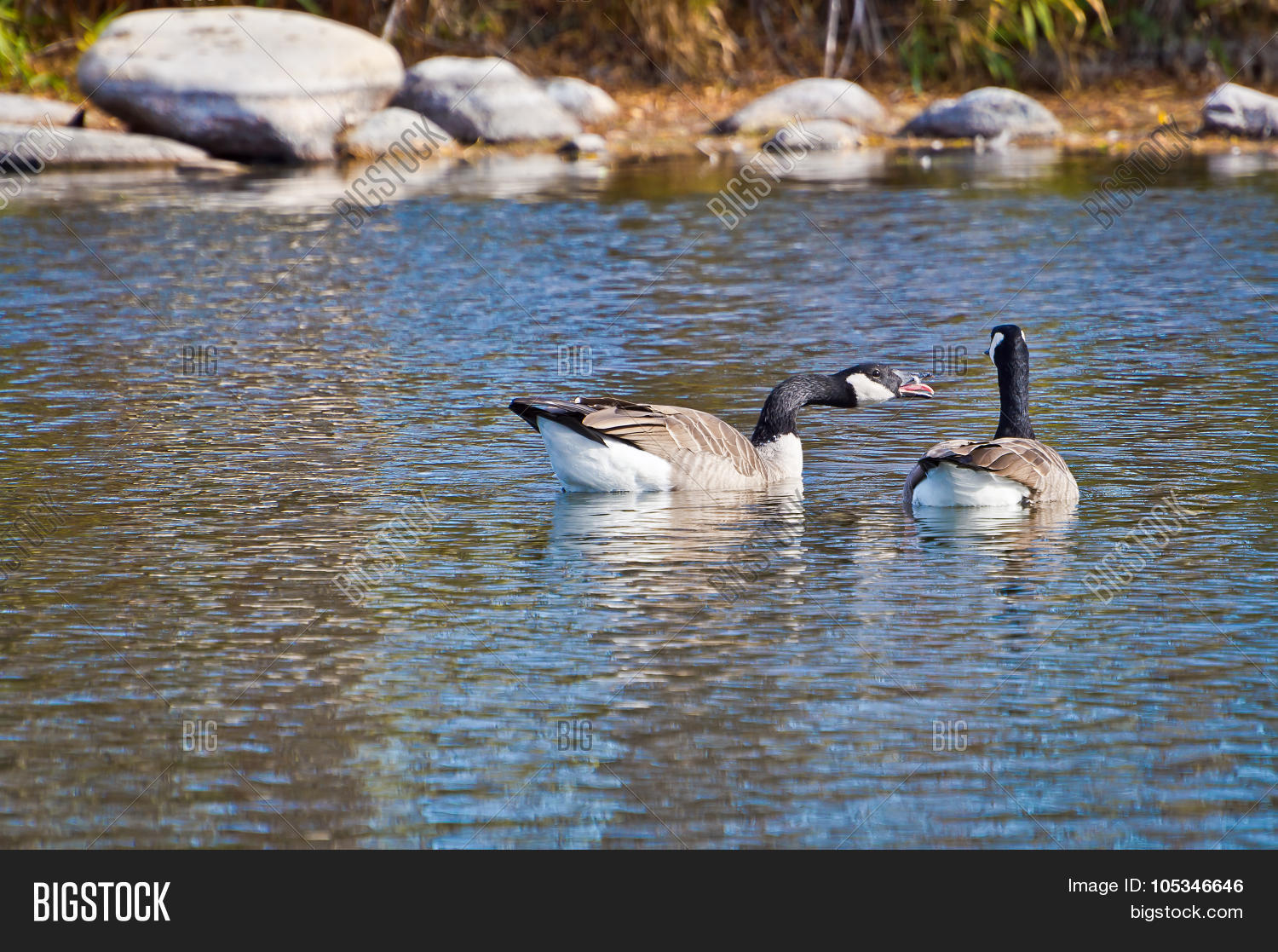 Canadian Goose Honking Image & Photo (Free Trial) | Bigstock