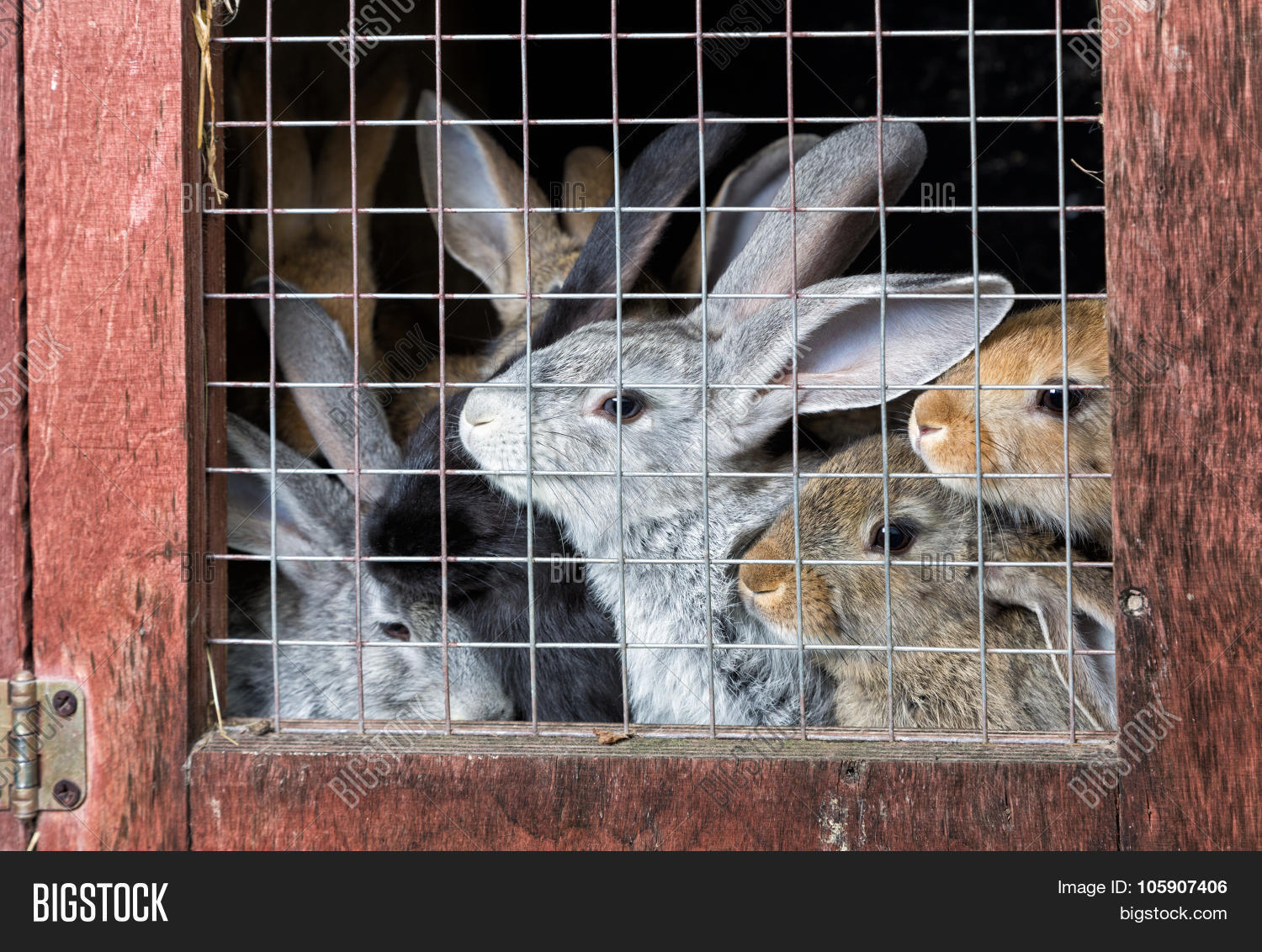 Rabbits Hutch Image & Photo (Free Trial) Bigstock