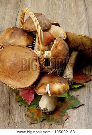 Forest Mushrooms