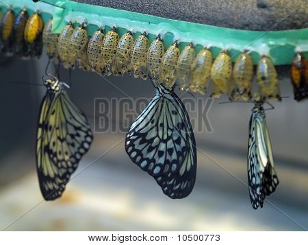 Motyl wylęgarni