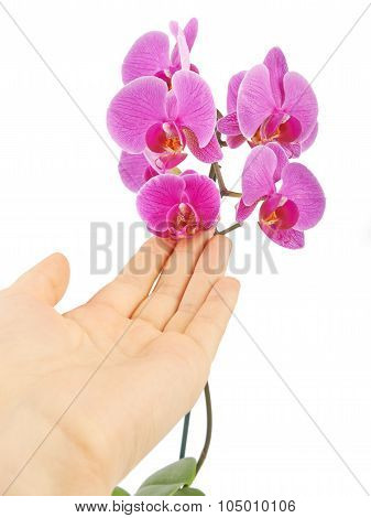 Pink Orchid Flower