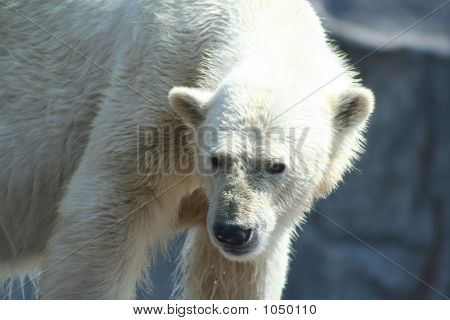 Orso polare 2
