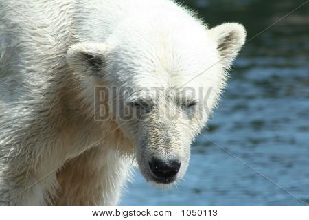 Orso polare 18