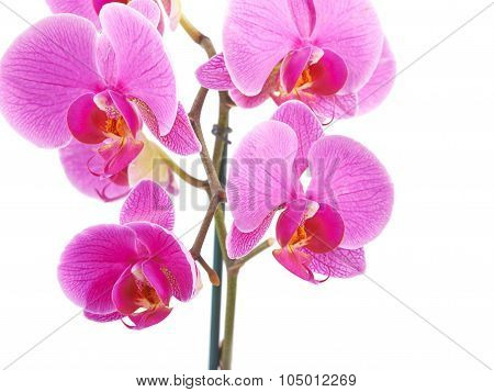 Pink Orchid Flower