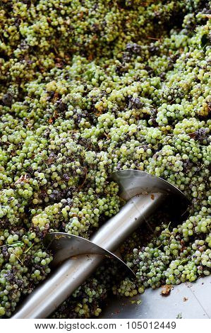Industrial Grape Processing