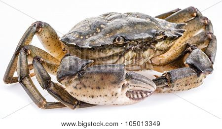 Carcinus maenas -edible alive crab isolated on a white background.