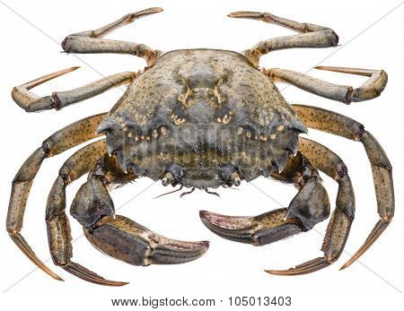 Carcinus maenas -edible alive crab isolated on a white background.