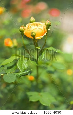 Wild Rose Blooms