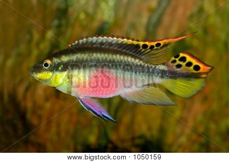 Kribensis (Cichlid viola)