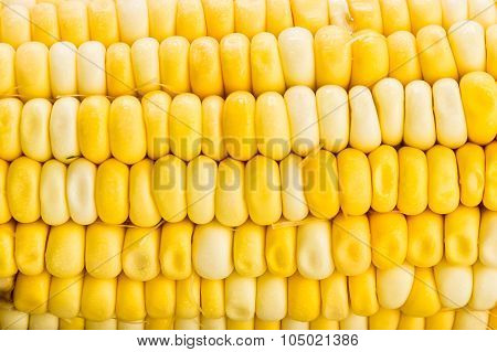 Close Up Texture Of The Crystal Corn Maize Variety