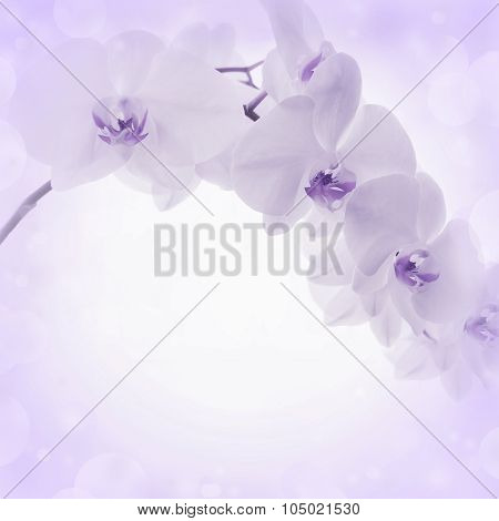 Lilac Background With Orchid Flowers
