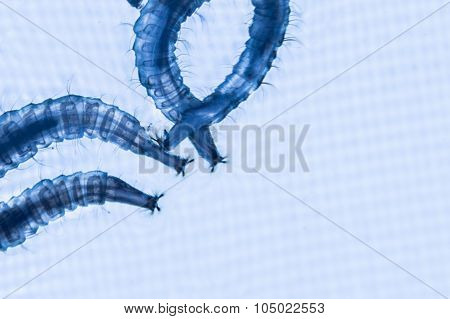 Close Up Of Mosquito Larvae With Blue Lighted Background