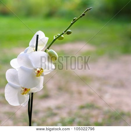 White orchid flowers