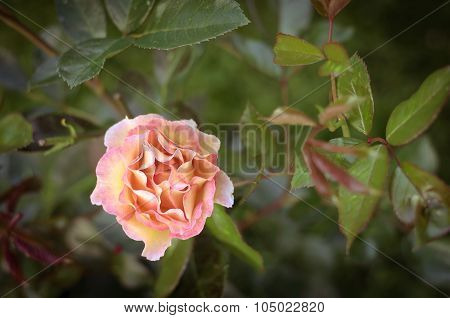 Rose Flowers