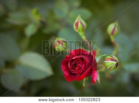 Rose Flowers