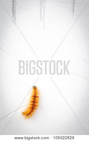 Hairy Caterpillars On White Wallpaper