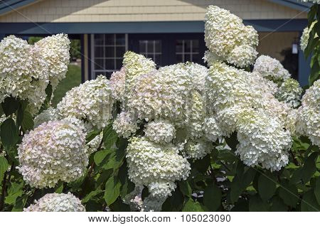 Blooming Hydrangea Tree