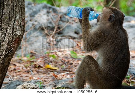 Monkey Rhesus Macaque drinking from a water bottle