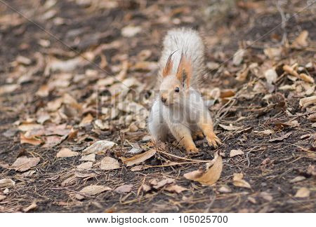 Cute Eurasian red squirrel in search of nuts on the ground