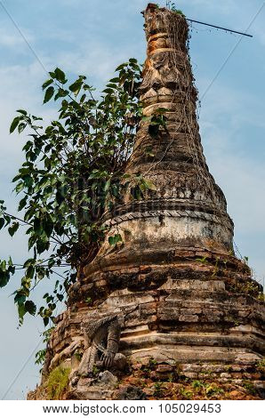 Close up of tree growing out a temple