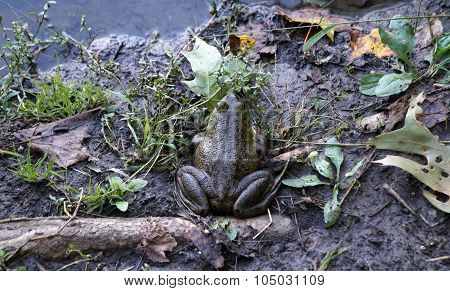 American Bullfrog