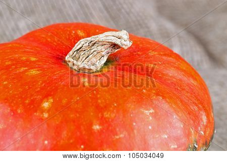 Closeup On Small Pumpkin