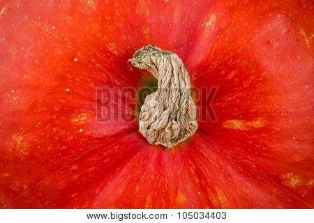 Closeup On Small Pumpkin