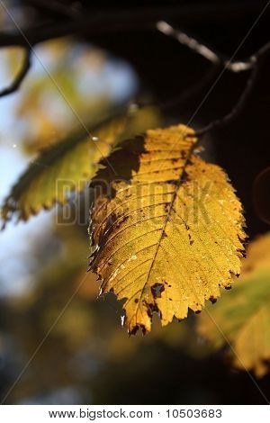 Autumn
