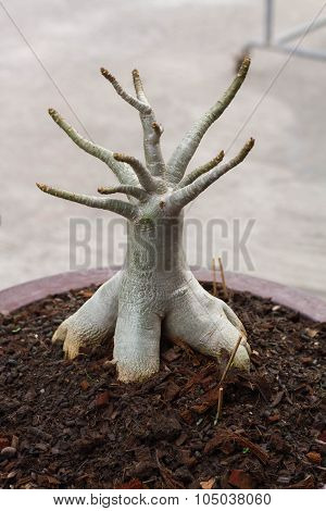 Aenium Tree - Socotra , Rose Desert