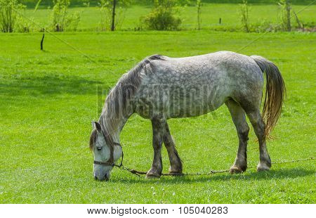 Dappled mare grazing on spring pasture