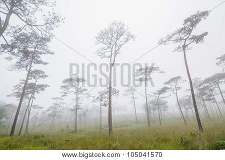 Pine Forest