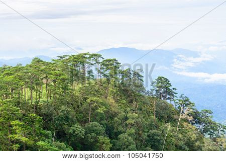 Pine Forest