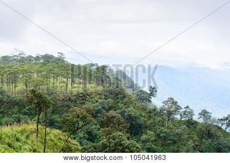 Pine Forest
