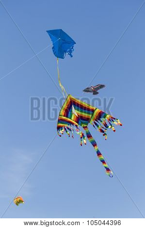 Sky Full Of Kites