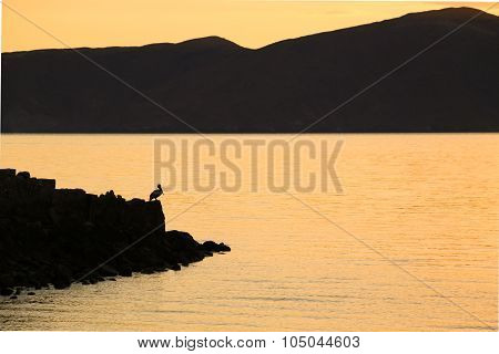 Golden seascape with silhouetted mountain and pelican.