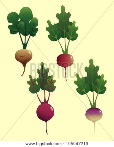 Radishes_1