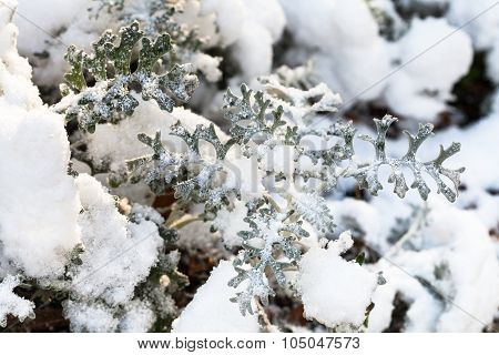 First Snow On Jacobaea Maritima Plant